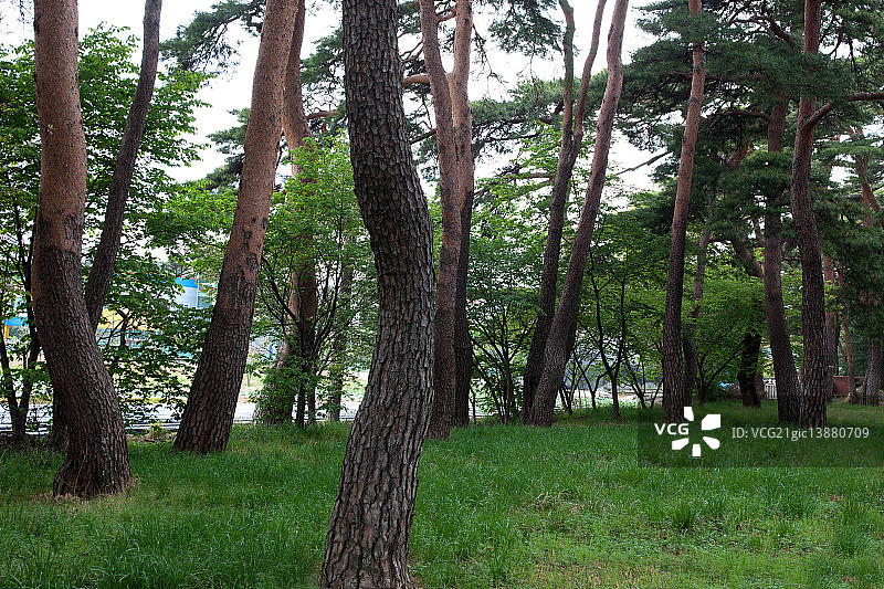 江原道江陵市图片素材