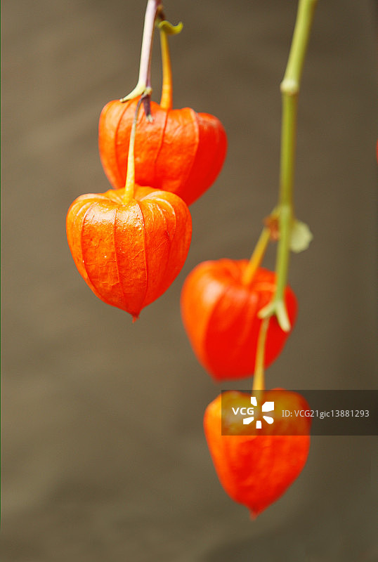 中国灯笼花图片素材