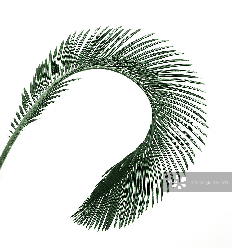 棕榈叶图片素材