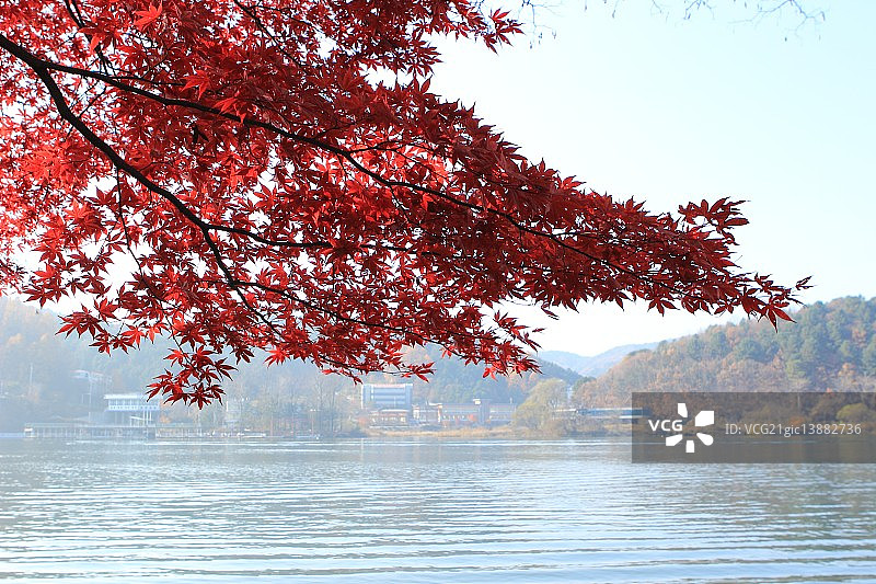 枫叶，加平，京畿道图片素材