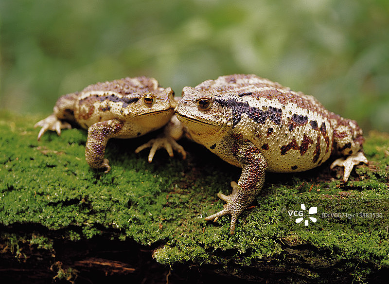 韩国蟾蜍图片素材