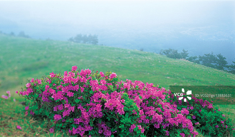 韩国草地图片素材