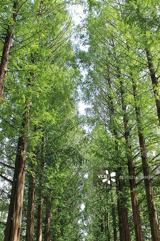 加平郡京畿道针叶图片素材