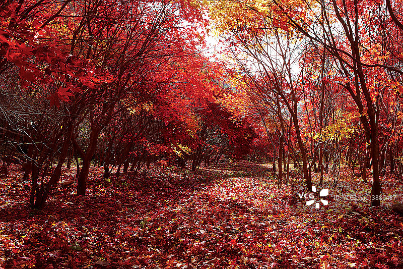 枫叶，原州，江原道图片素材