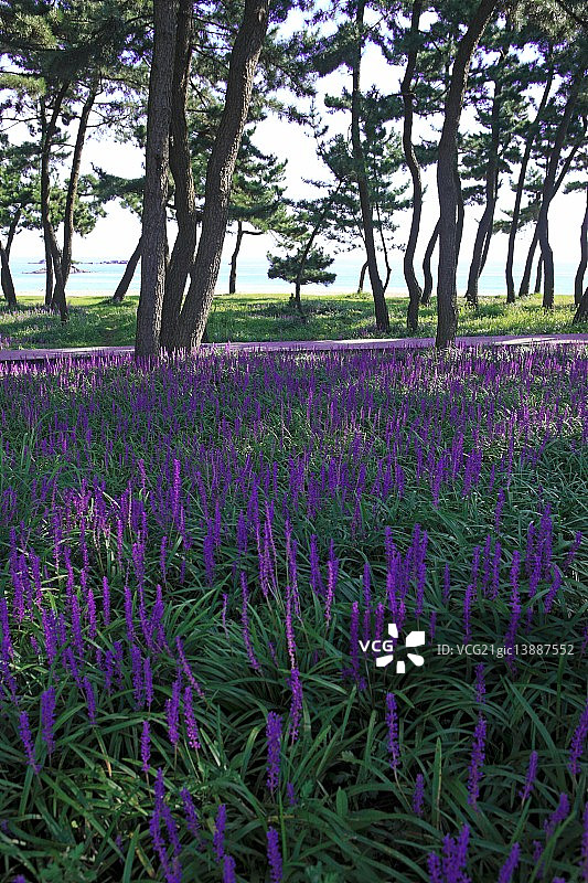 江原道江陵镜浦海滩森林风光图片素材