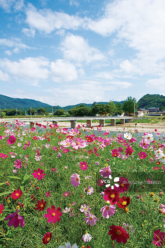 Cosmos，杨平，京畿道图片素材