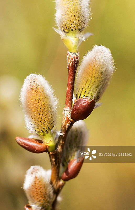 柔荑花序图片素材