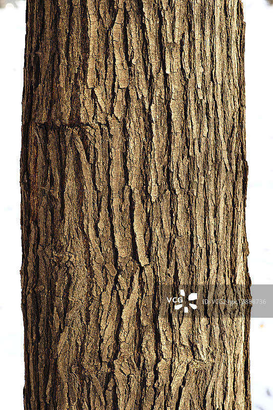 野生桑树皮图片素材