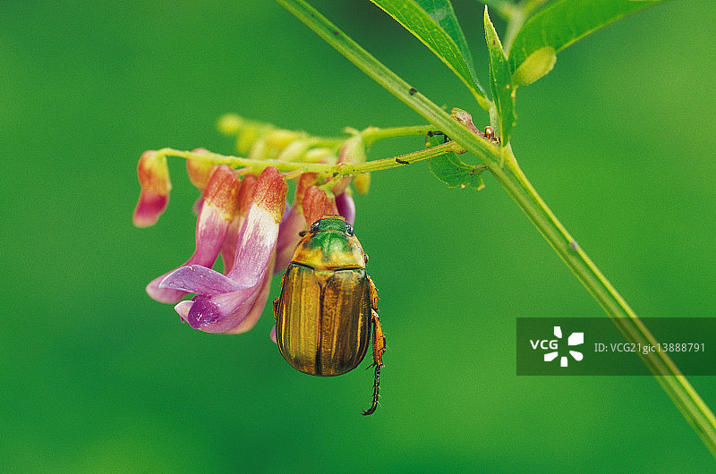 金色圣甲虫图片素材