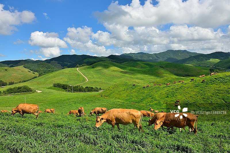 瑞山农场奶牛图片素材