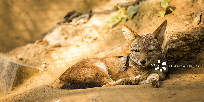 休息的狐狸图片素材