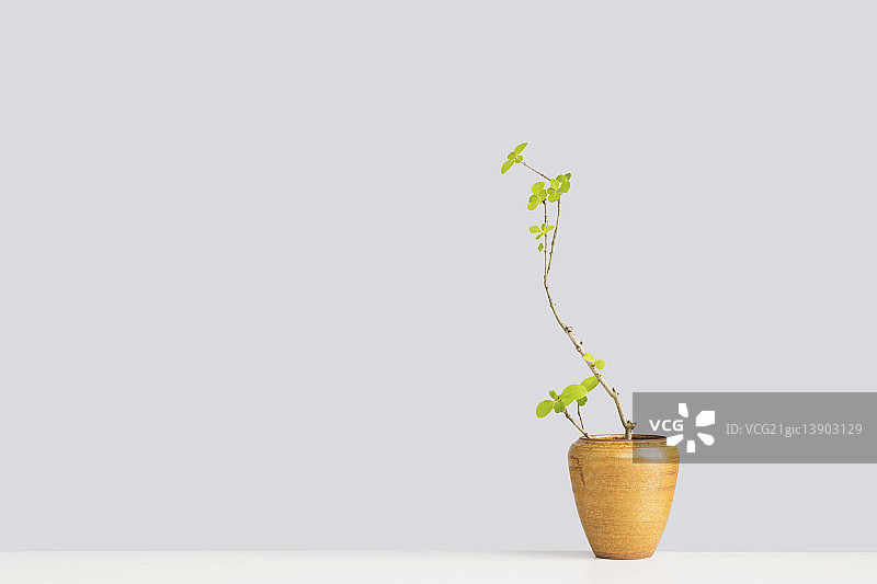 放在桌子上的花插图片素材