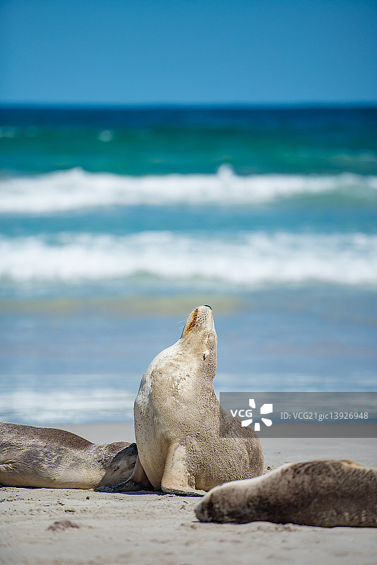 澳大利亚袋鼠岛海豹湾图片素材