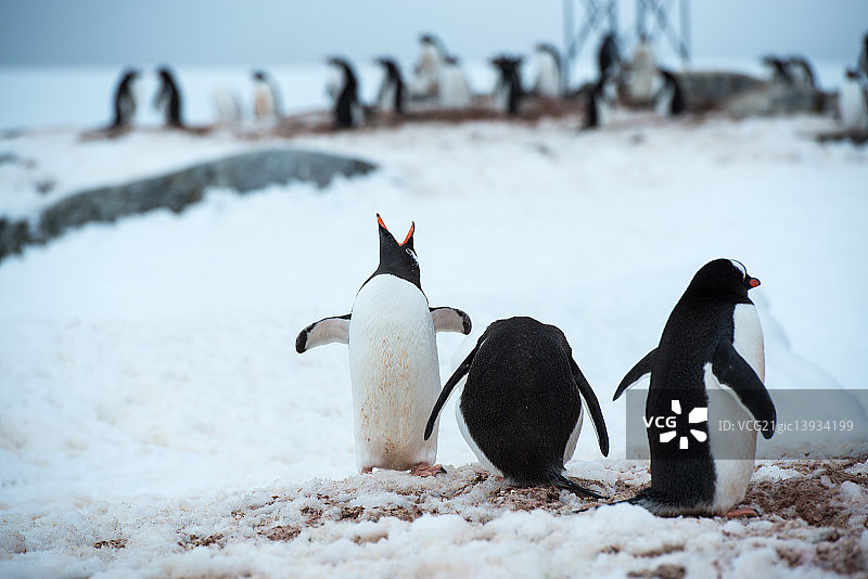 南极企鹅图片素材