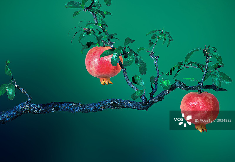 红石榴图片素材