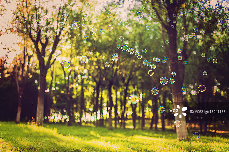 树林中的泡泡图片素材