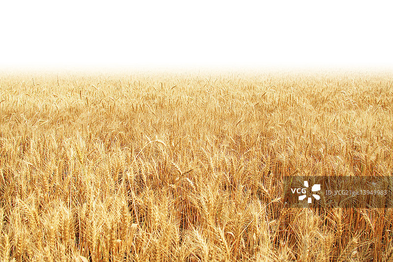 麦田图片素材