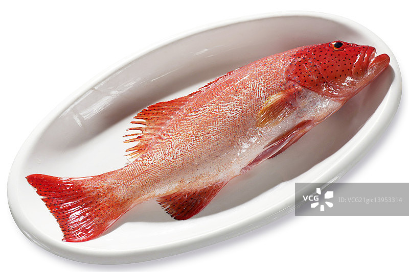 东星斑，石斑鱼图片素材