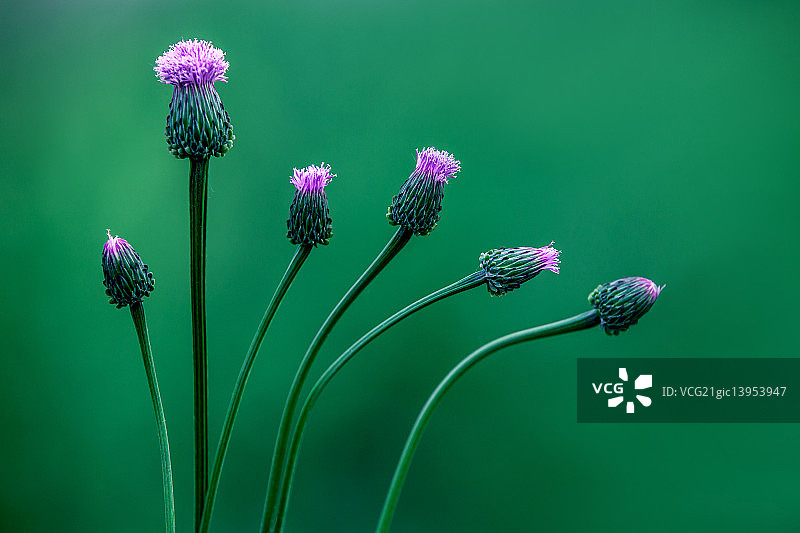 奶蓟草图片素材