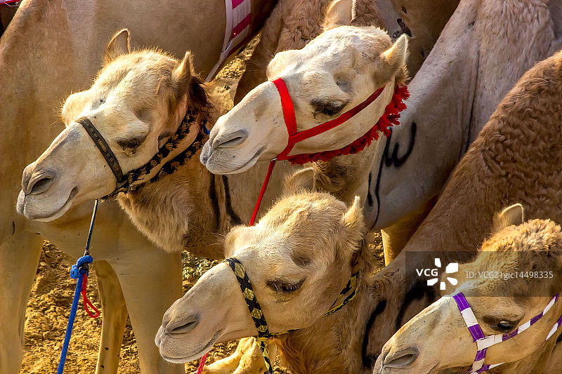 Floyd Braganza摄影作品图片素材