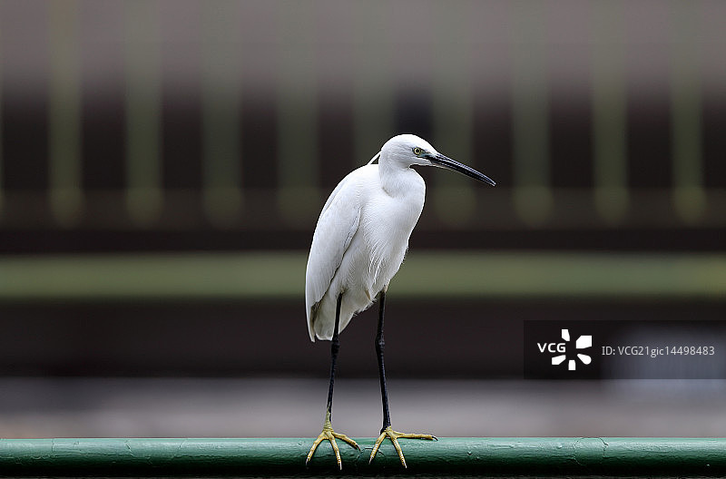 小白鹭图片素材