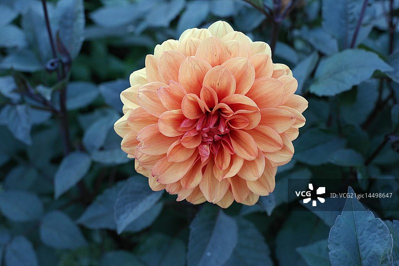 纽约植物园的橙色花朵图片素材