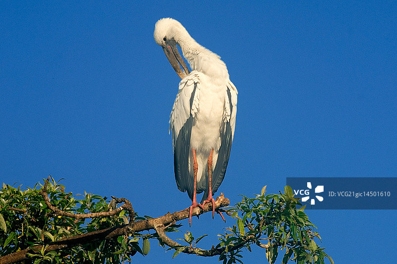 梳理羽毛的钳嘴鹳_P.Karunakaran图片素材