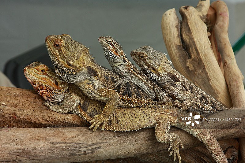 我们是一家人图片素材