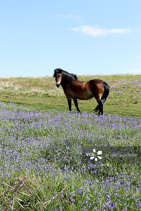 门迪普母马图片素材