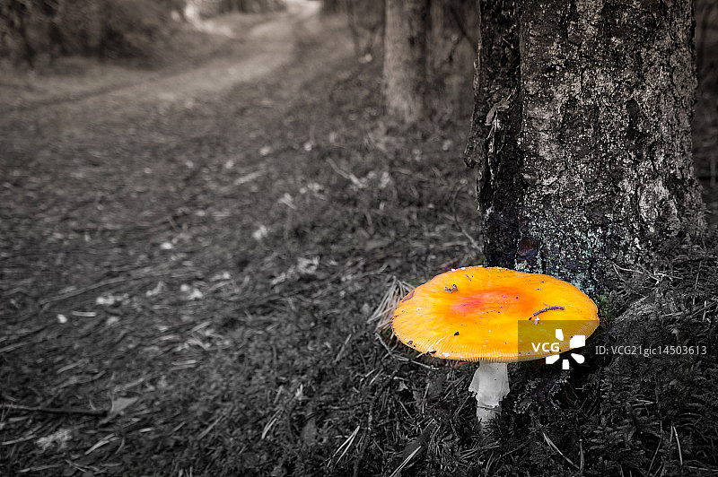 黄色蝇蕈图片素材