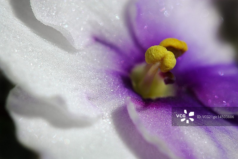 非洲紫罗兰图片素材