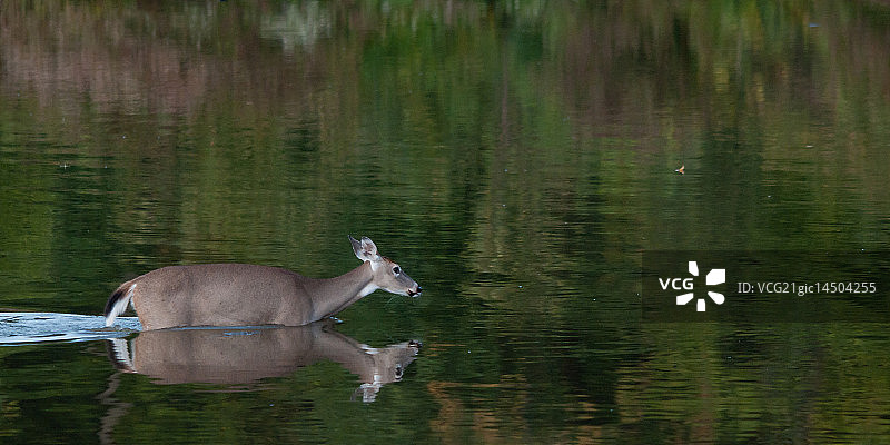 水中的白尾鹿图片素材