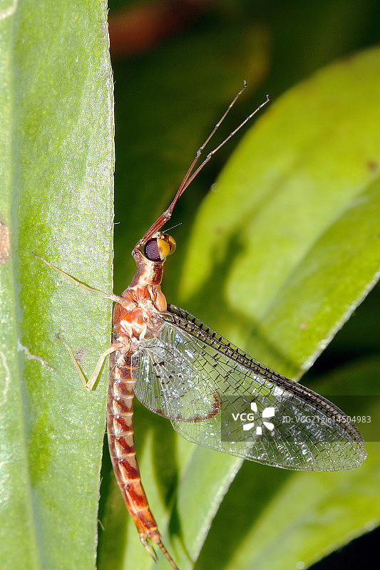 大型蜉蝣 - Hexagenia Limbata图片素材