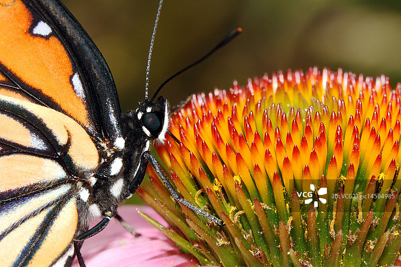 松果菊上的总督蝶图片素材