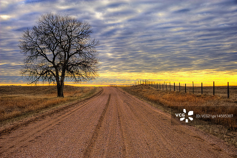 日出时分的棉白杨树图片素材