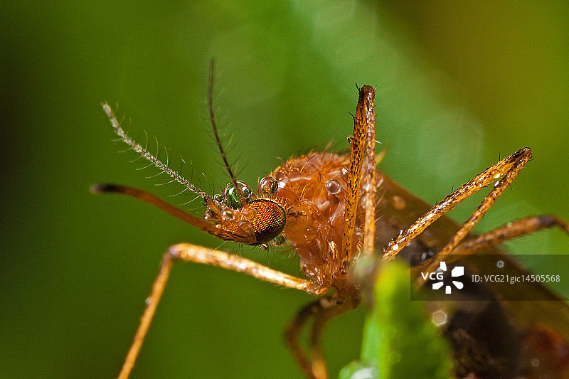 大蚊图片素材
