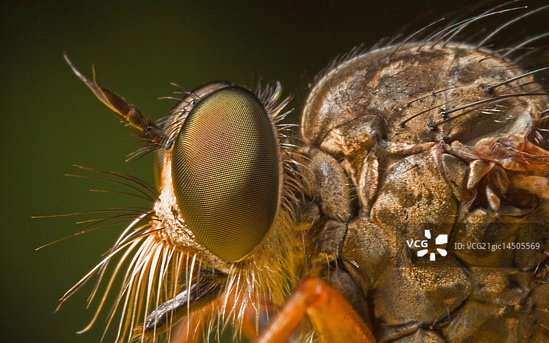 食虫虻肖像图片素材