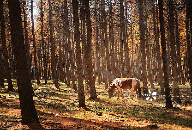一缕阳光洒向骏马图片素材