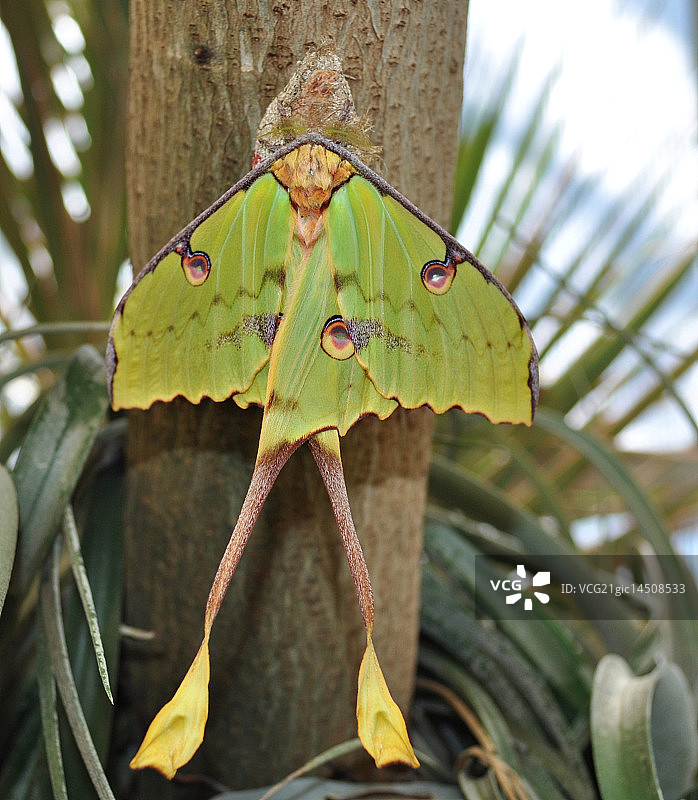 非洲月亮蛾图片素材