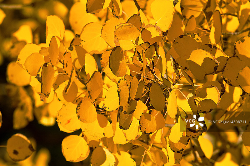 白杨树图片素材