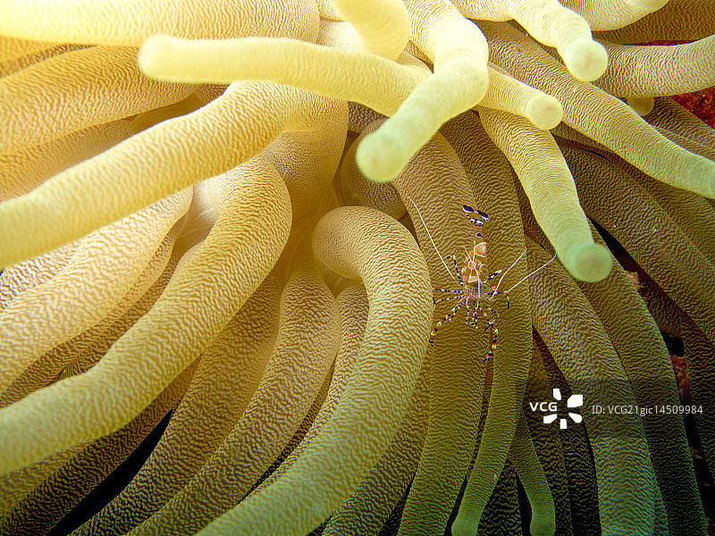 斑点清洁虾图片素材