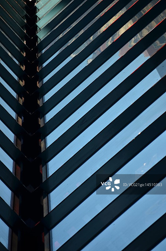 钢蕨-LMN_4940图片素材