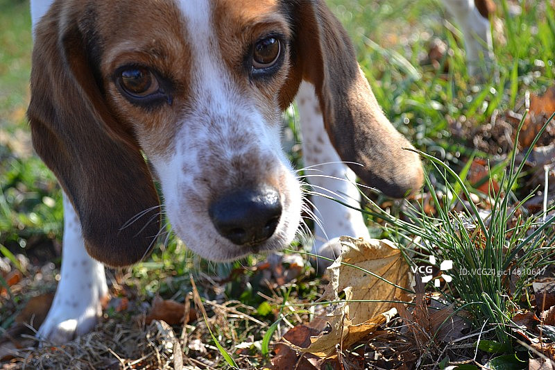 库珀犬图片素材