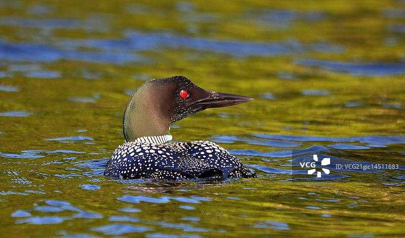 普通潜鸟图片素材