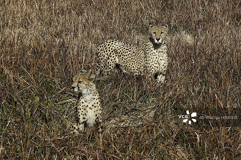 大型猫科动物图片素材