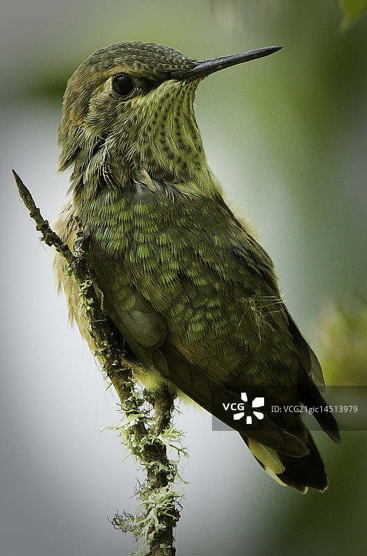 红褐色蜂鸟幼鸟图片素材