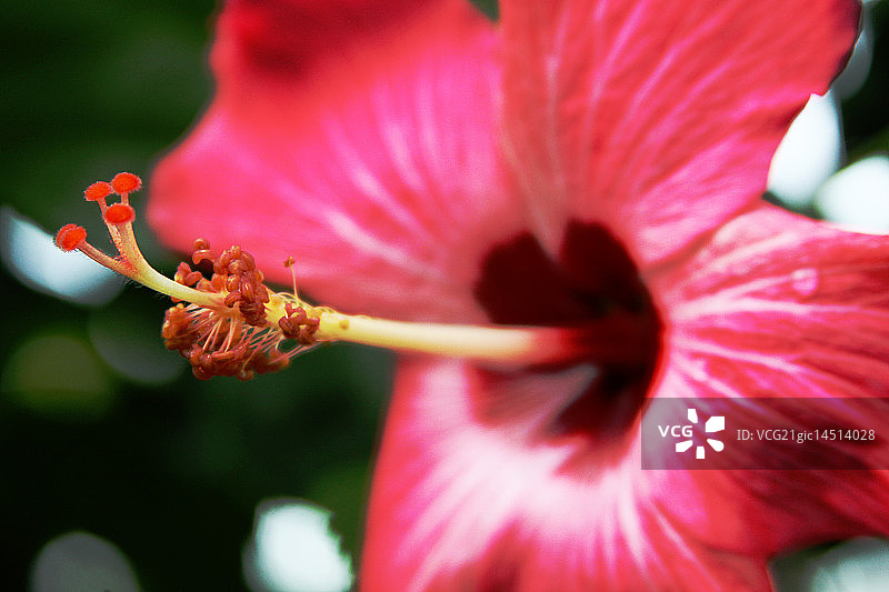 波多黎各圣胡安木槿花图片素材