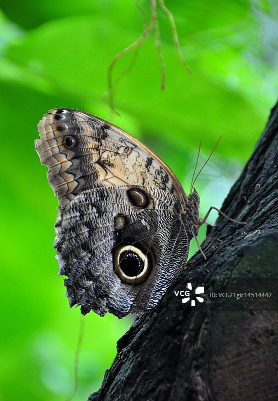 猫头鹰蝶图片素材