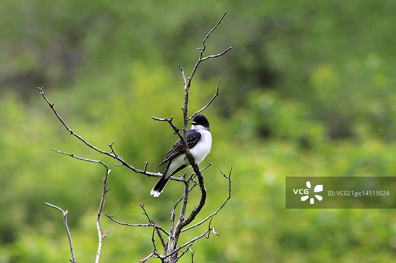 东部美洲食蜂鹟图片素材