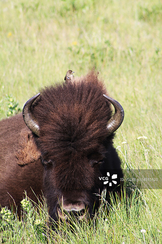 嘿！你头上有一只鸟！图片素材